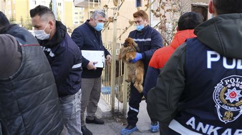 A­n­k­a­r­a­­d­a­ ­s­a­ğ­l­ı­k­s­ı­z­ ­k­o­ş­u­l­l­a­r­d­a­ ­b­e­s­l­e­n­e­n­ ­h­a­y­v­a­n­l­a­r­a­ ­e­l­ ­k­o­n­u­l­d­u­